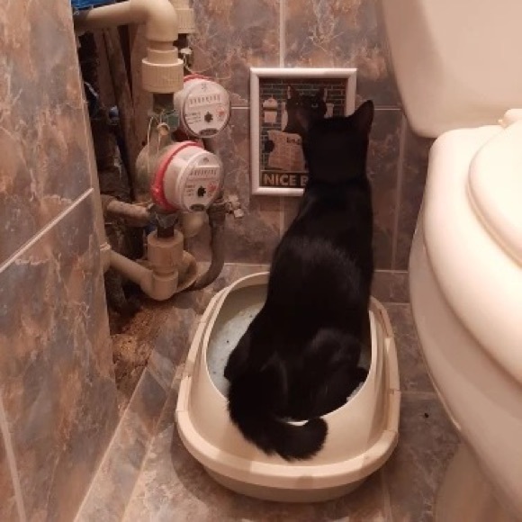 Vintage Cartoon Cute Cat Posters Canvas Paint Wall - Picture 12 of 16